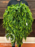Hanging Creek Fern
